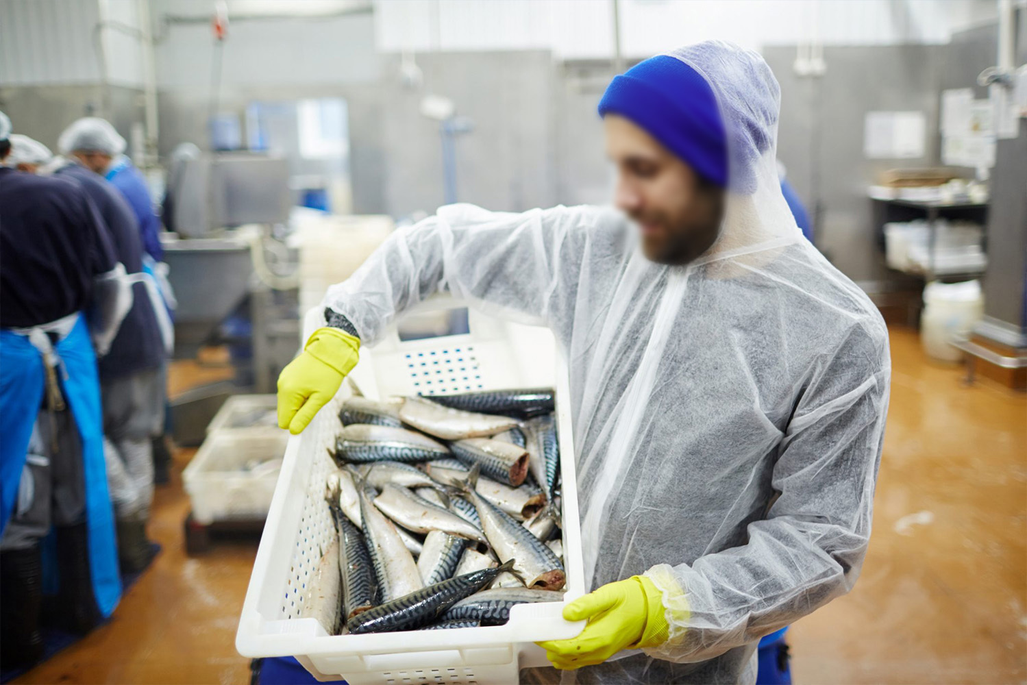 FISH MACHINE SOLUTION PROVIDER