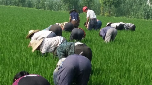 如皋蒲新生態(tài)園有機大米基地(合興村)人工除草記