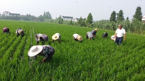 如皋蒲新生態(tài)園有機大米基地(合興村)人工除草記