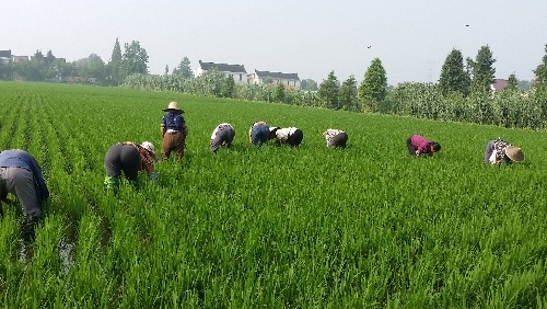 如皋蒲新生態(tài)園有機大米基地(合興村)人工除草記