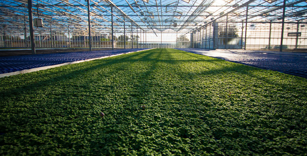 Agricultural greenhouses