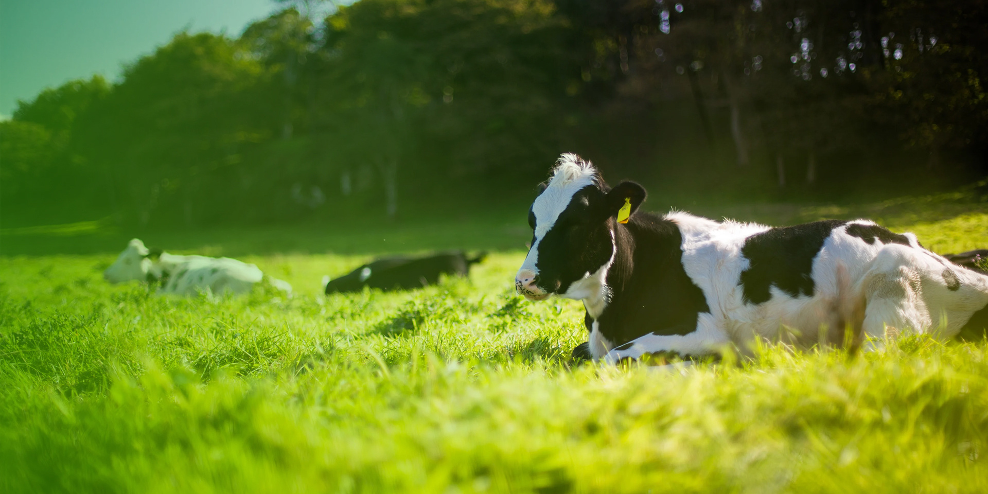 Caring for Animal Life and Benefiting Human Health