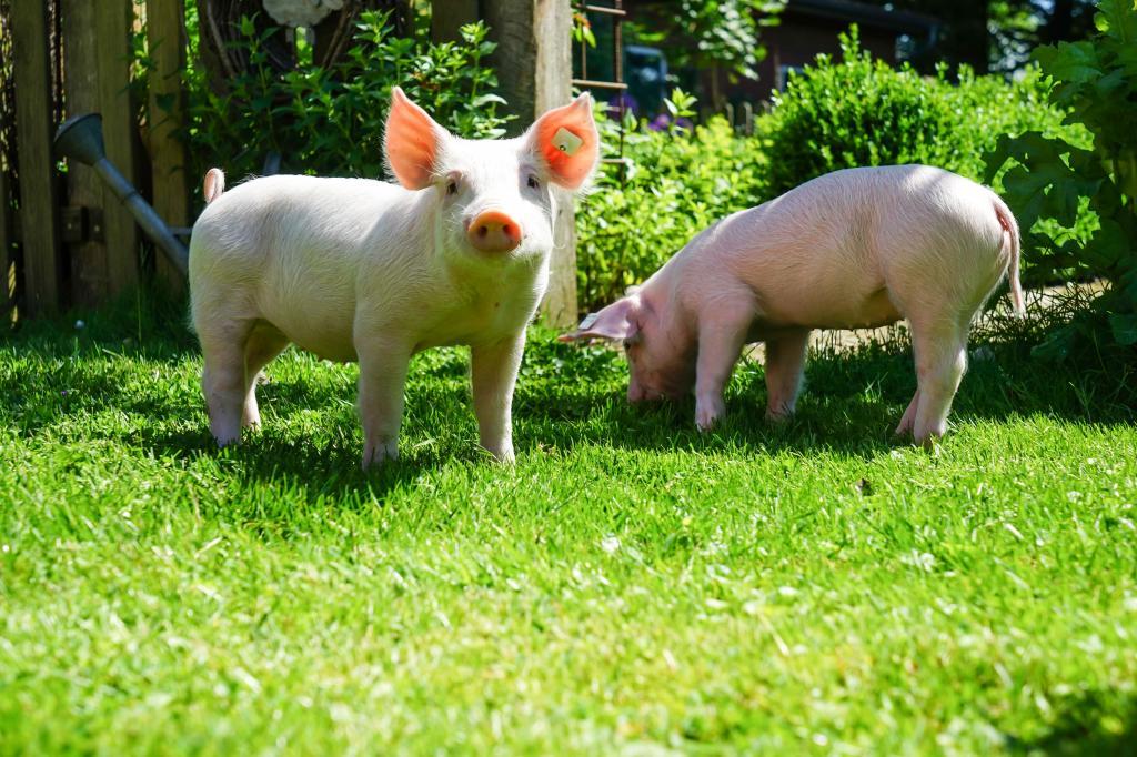 The role of commonly used veterinary drugs in pig farms