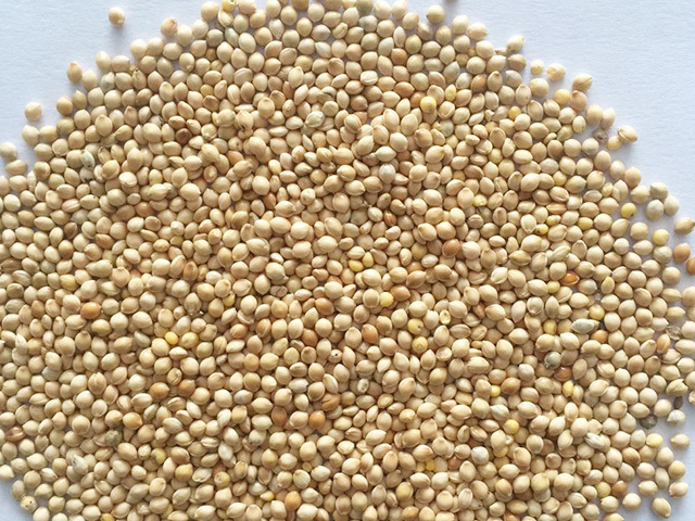 White Millet