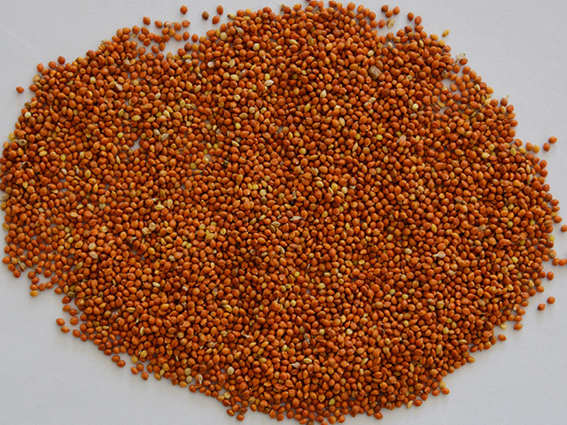 Red Millet