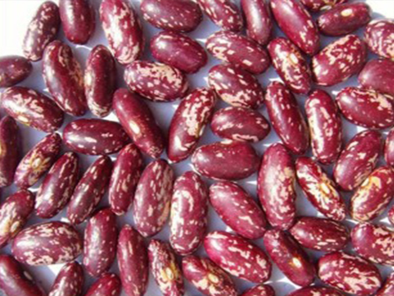 Safflower Kidney Bean