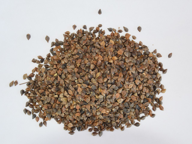 Buckwheat