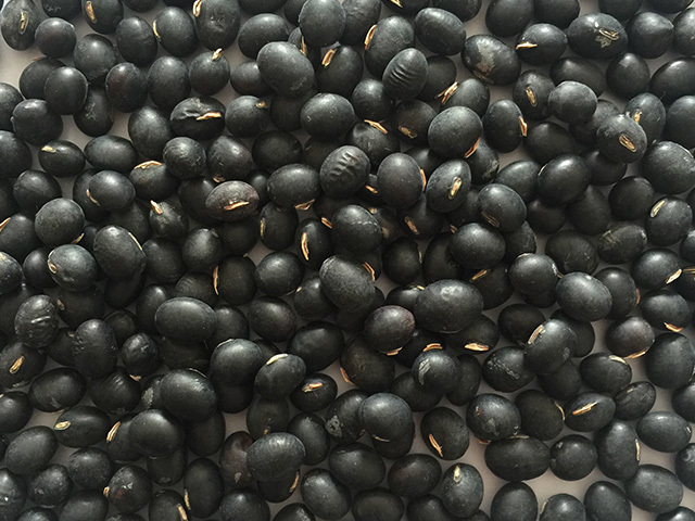 Black Soybean