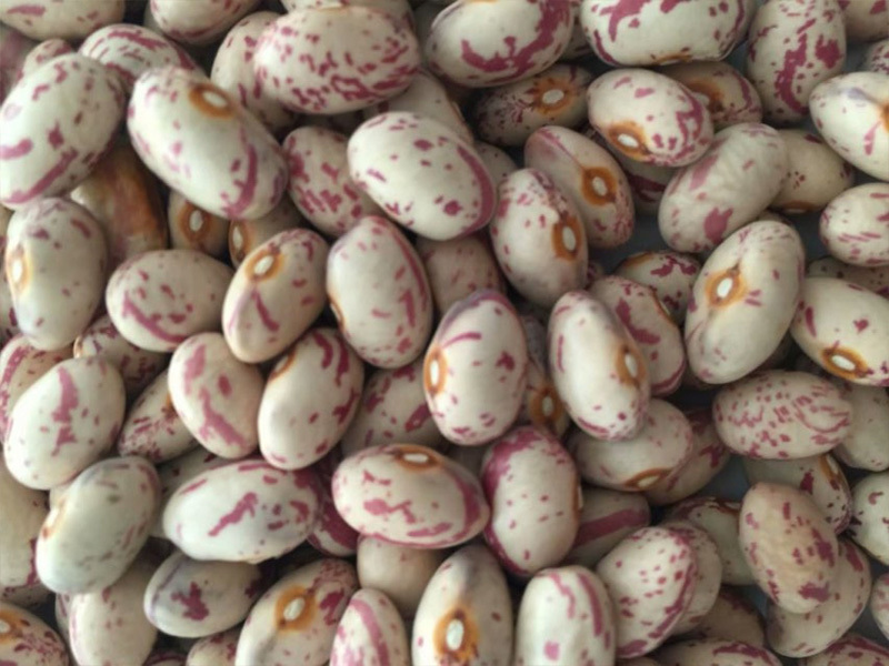 Light Speckled Kidney Beans Round Shape