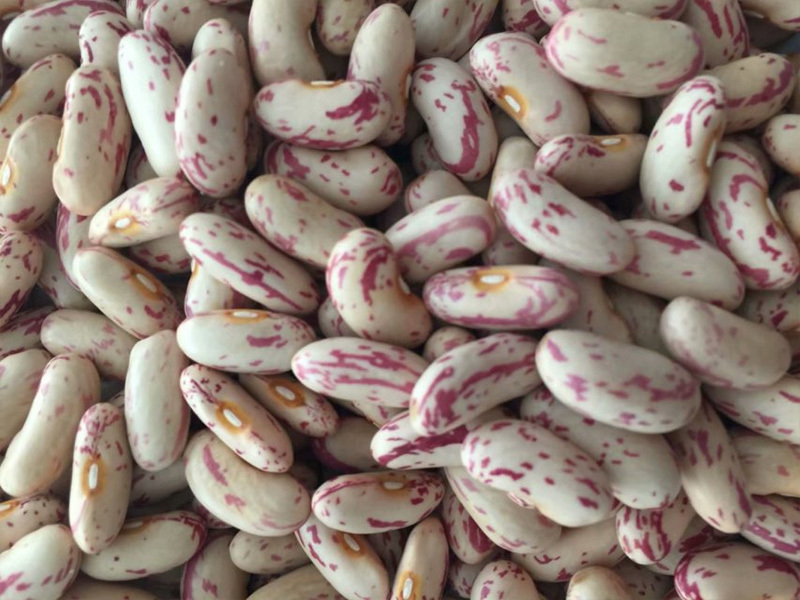 Light Speckled Kidney Beans Long Shape