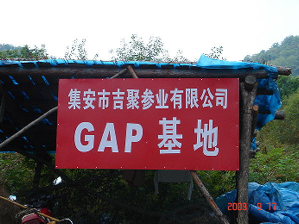 人參種植
