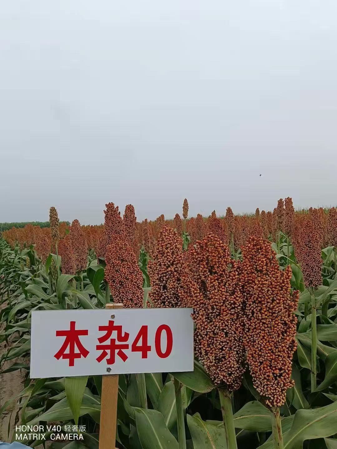 本雜40