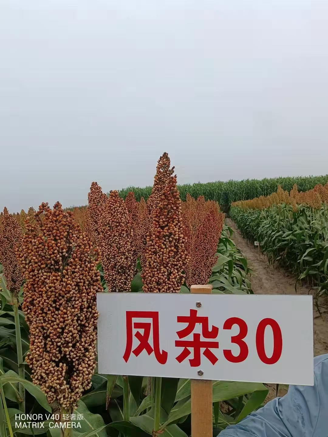 鳳雜30