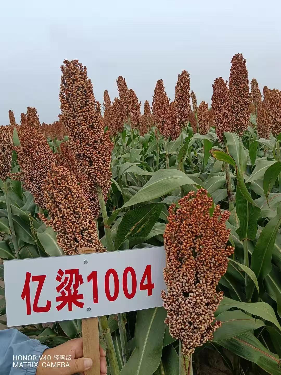 億粱1004