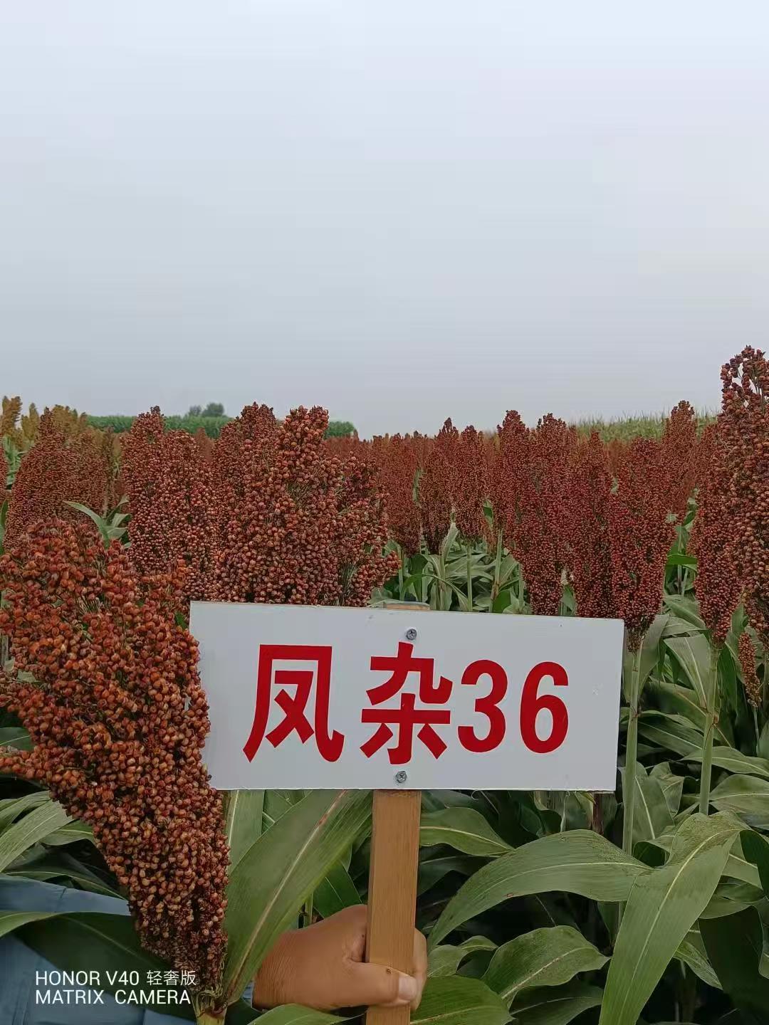 鳳雜36