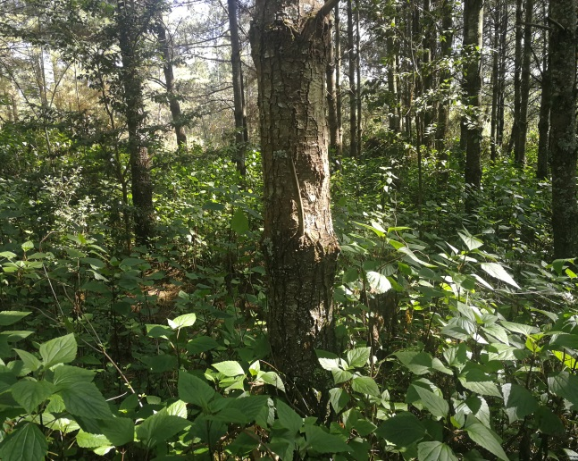 昆明市晉寧區(qū)麻大山康養(yǎng)森林公園環(huán)境影響評(píng)價(jià)