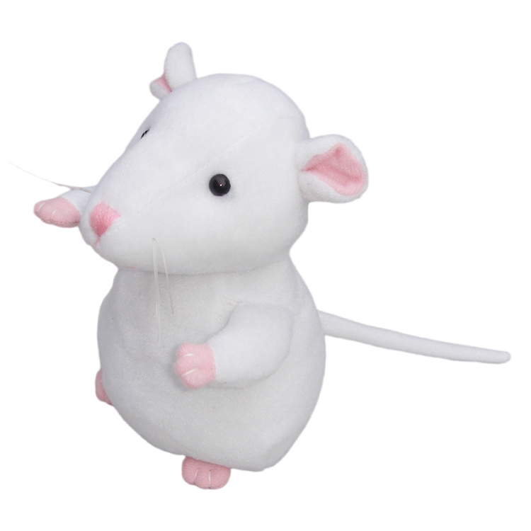 Rat