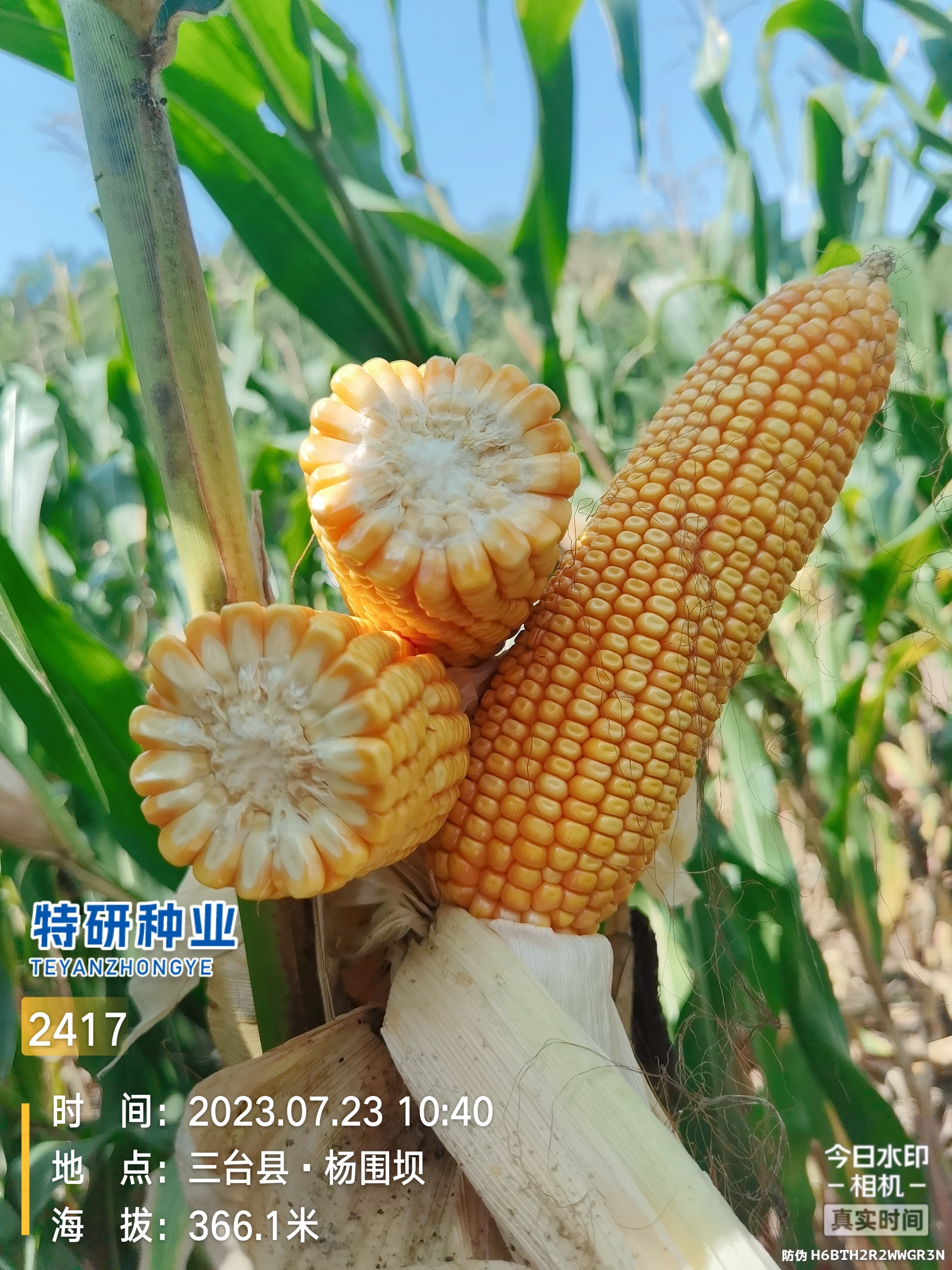 实验代号：2417，2025年即将审定