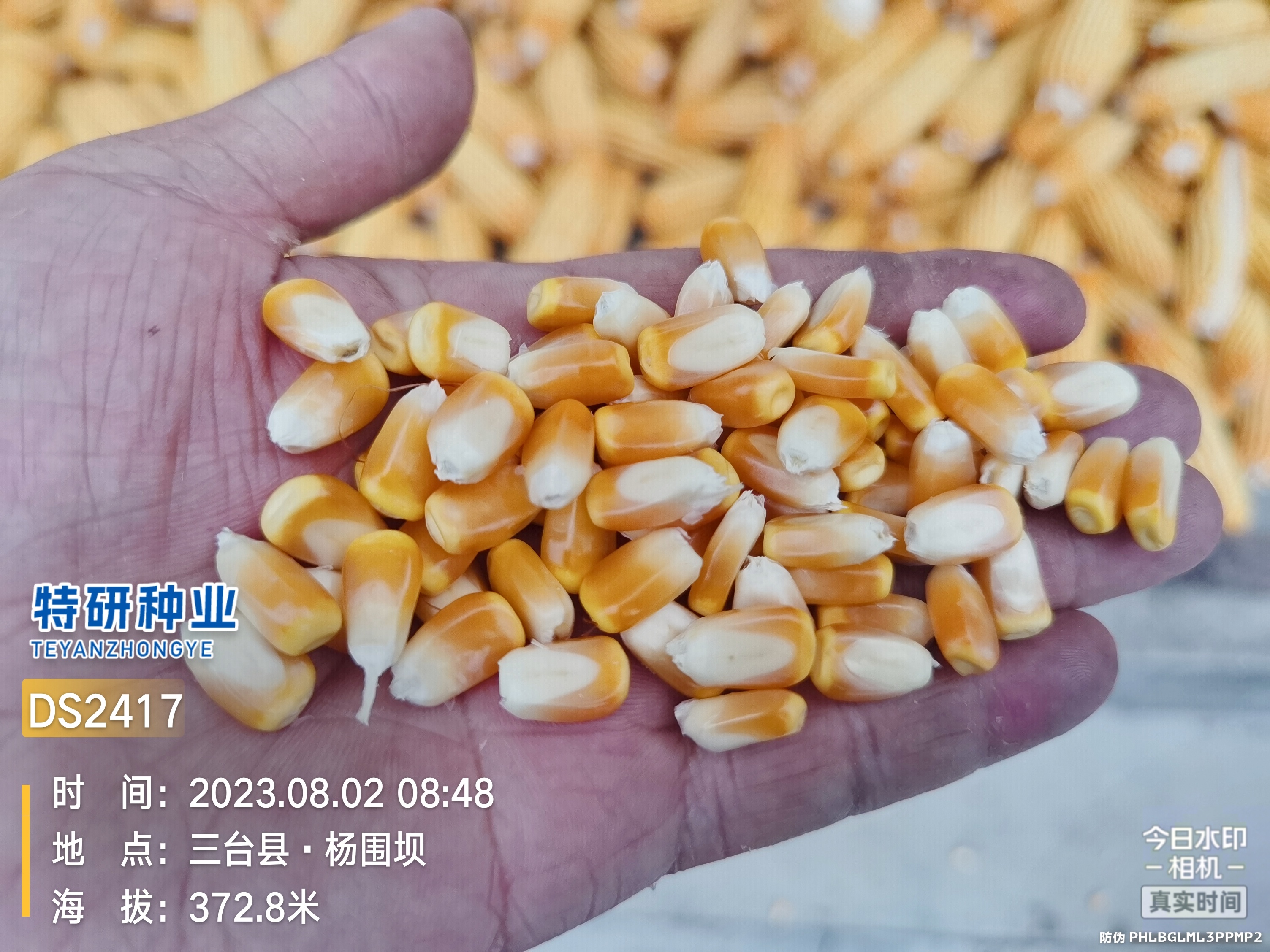 实验代号：2417，2025年即将审定