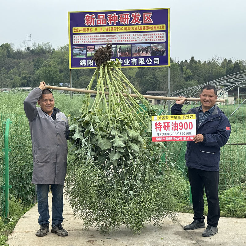 特研种业