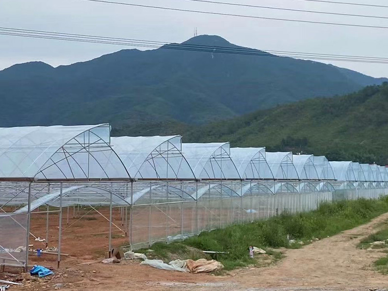 Multi-Span film greenhouse