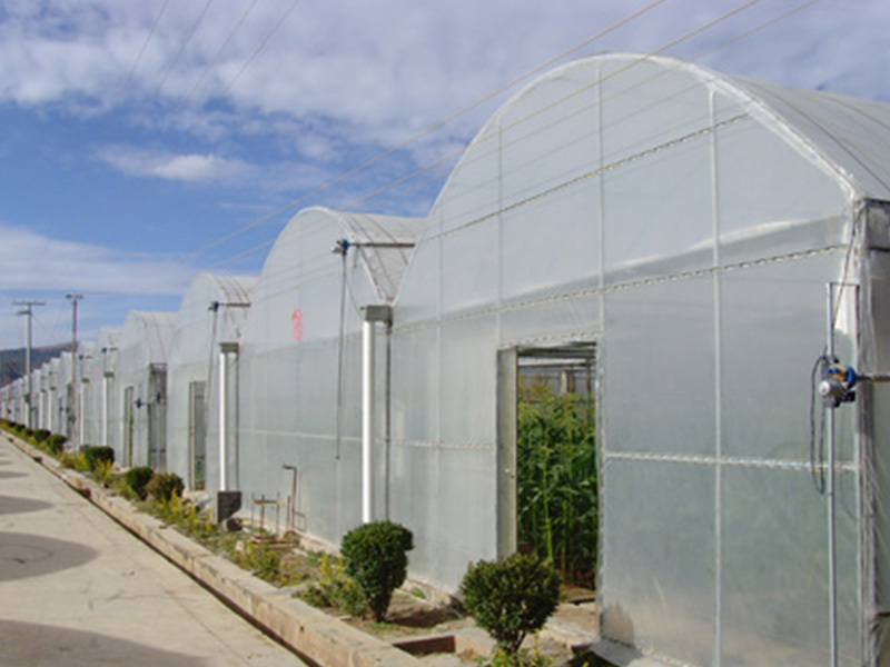 Multi-Span film greenhouse