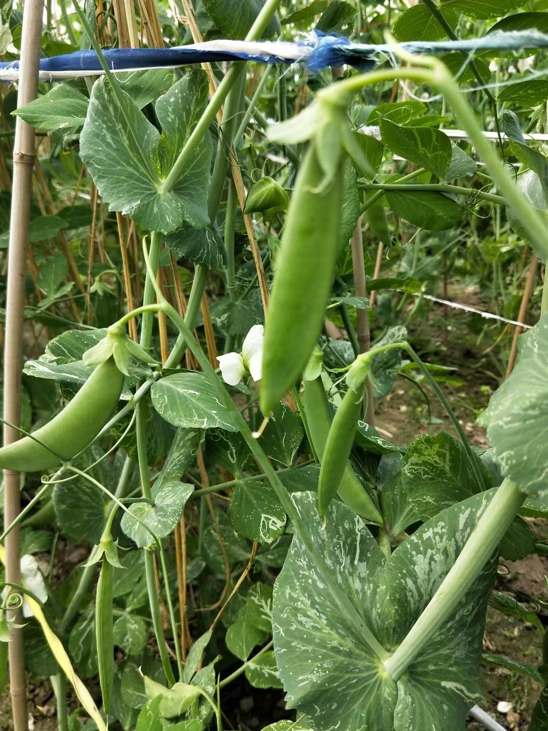 甜豌豆原料