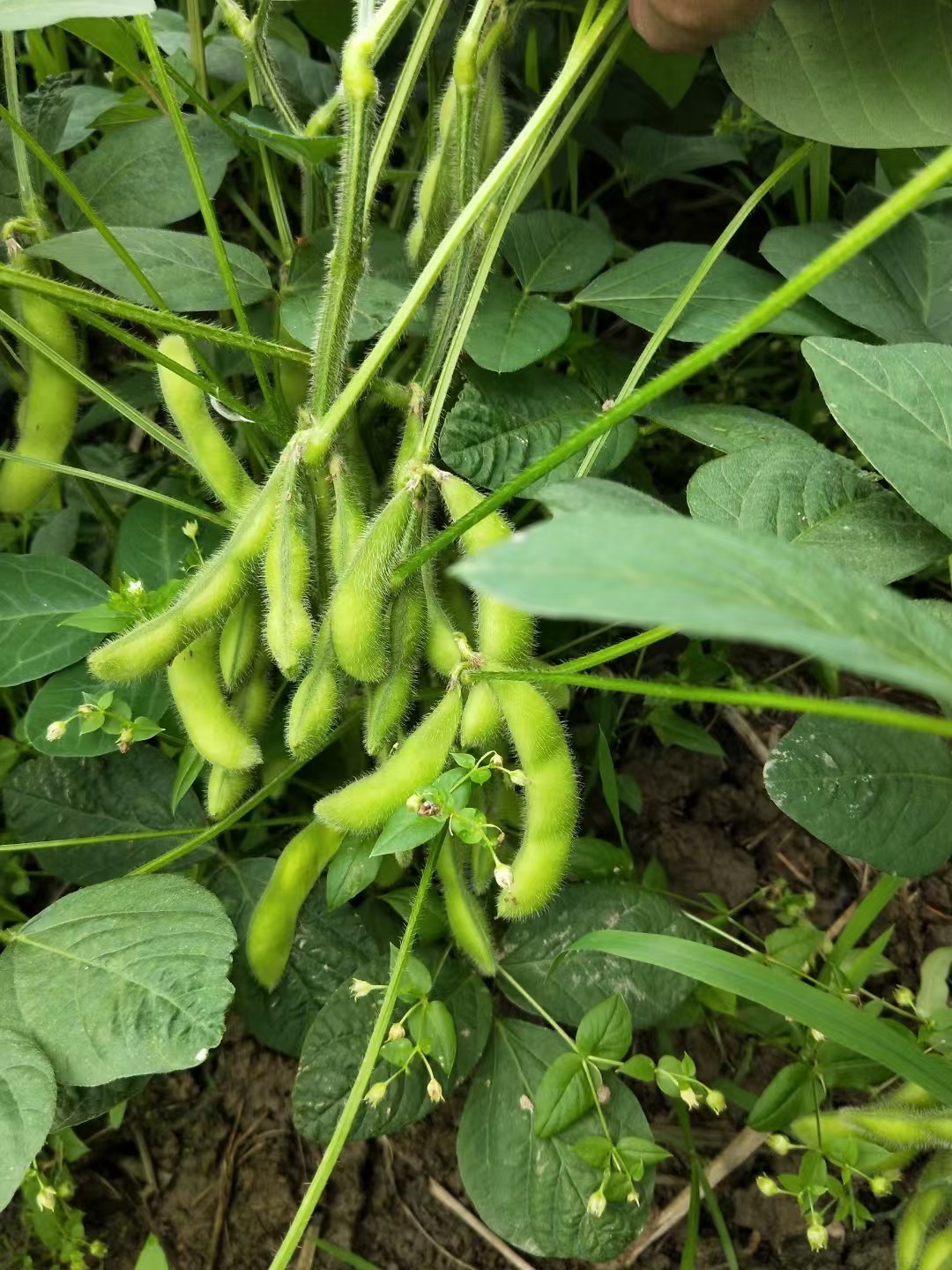 毛豆荚原料2