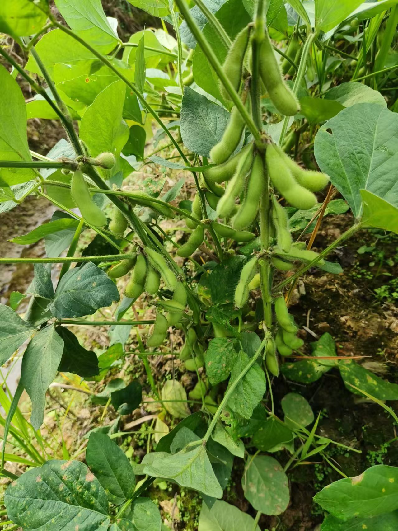 毛豆荚原料3
