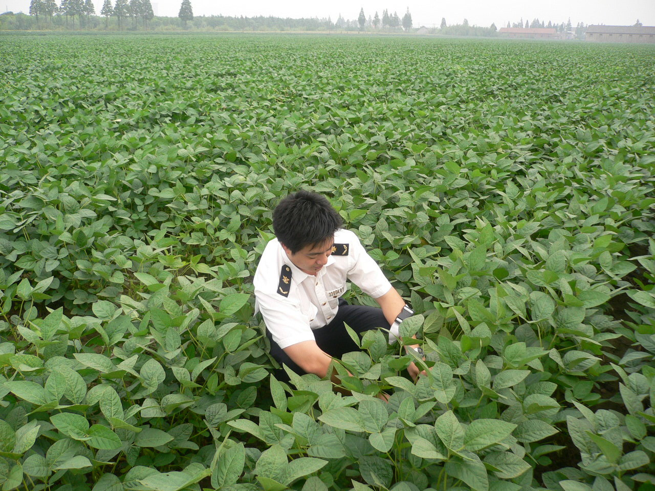 毛豆基地