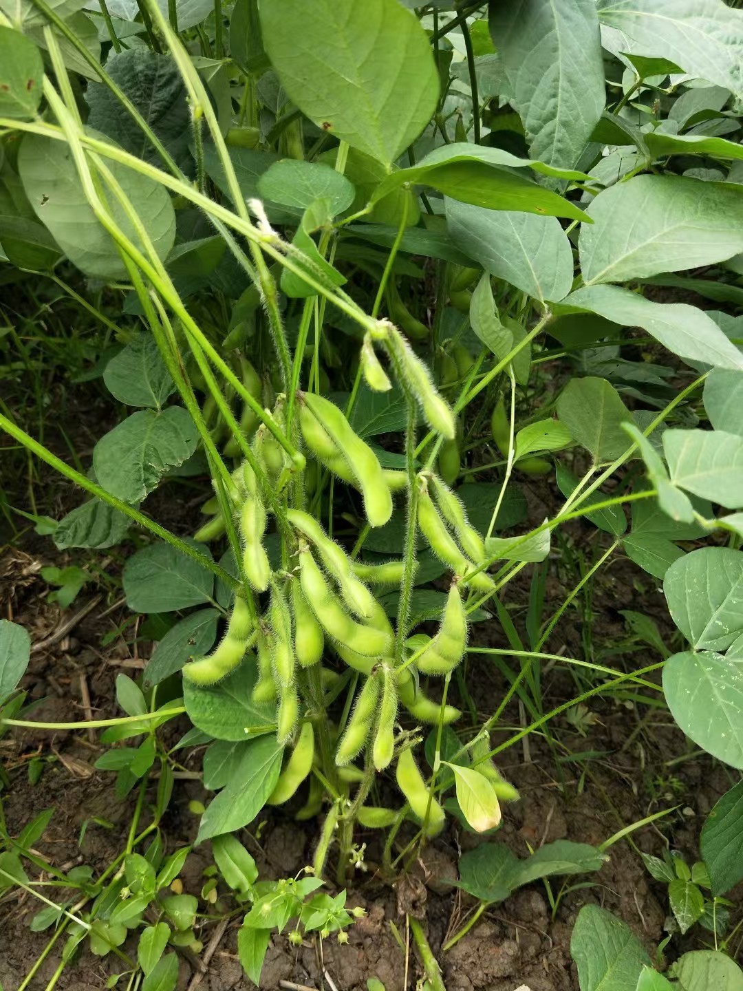 毛豆荚原料3