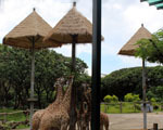 北京野生動物園仿茅草項目完工