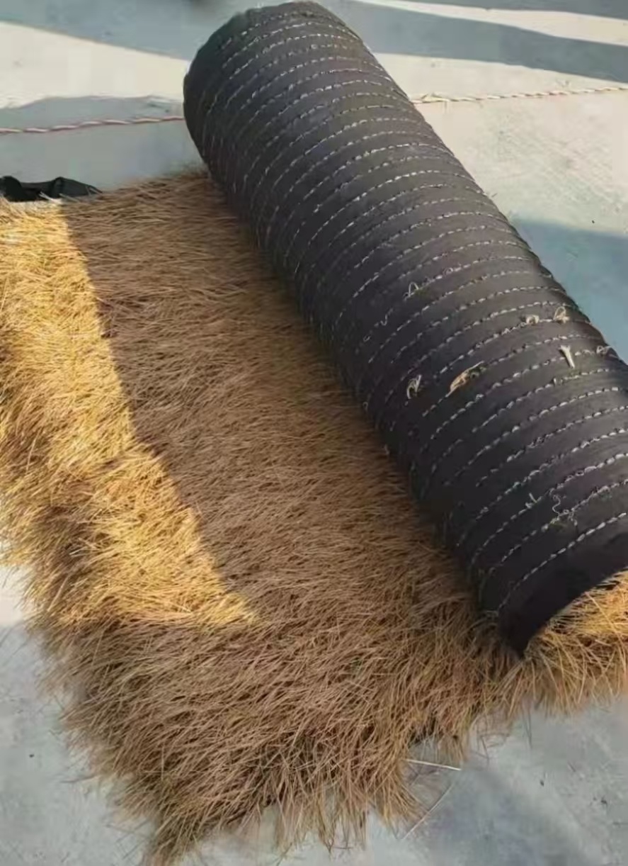 地毯茅草 地毯茅草