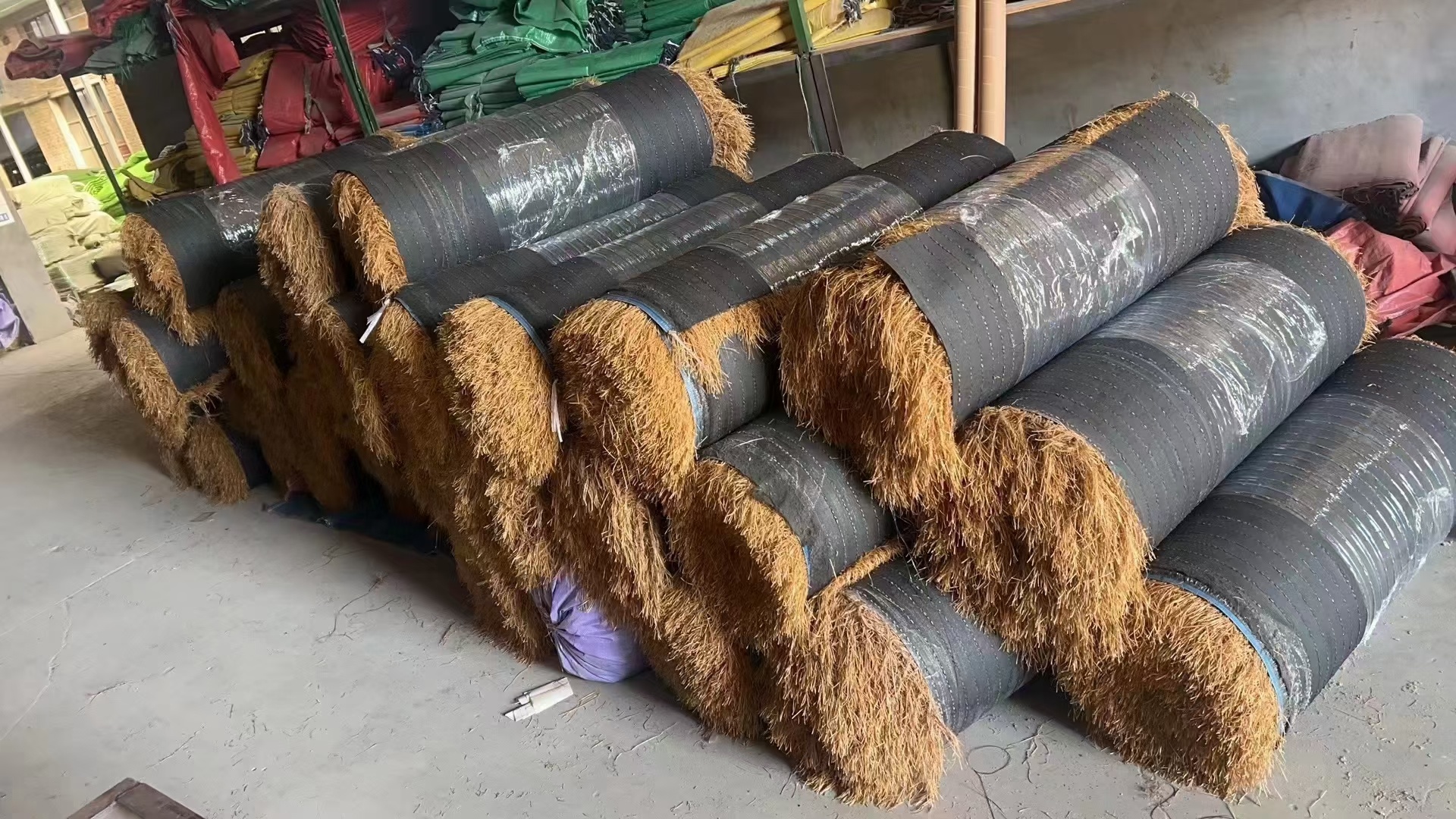 地毯茅草 地毯茅草