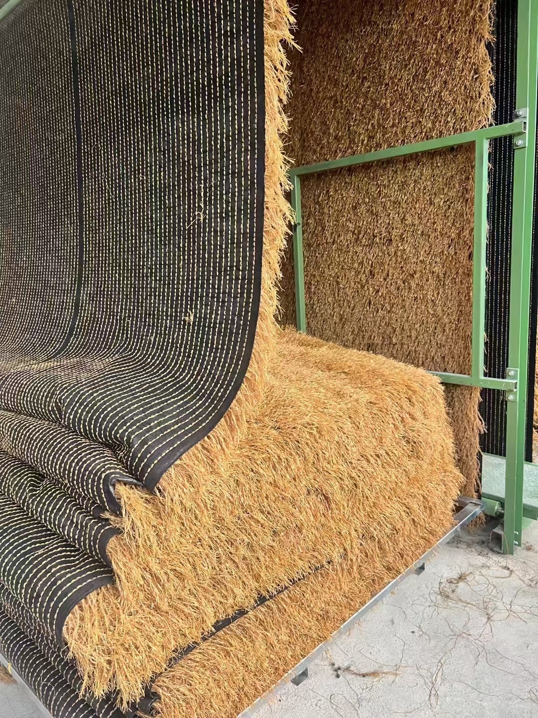 地毯茅草 地毯茅草