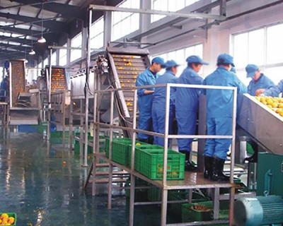 檸檬汁生產線設備主要包括：水果原料預處理、果汁壓榨、澄清過濾、混合、均勻化、脫氧、濃縮、成分調整、包裝和殺菌(混濁果汁不需要澄清過濾)。  可用于各種水果蔬菜的清洗、采摘、榨汁、過濾、調合、均化、殺菌。該設備是根據(jù)食品加工廠良好的工作規(guī)范要求設計的，采用全不銹鋼制造。機械作業(yè)取代了繁重的體力勞動，操作簡單，避免了重復污染，完全符合食品衛(wèi)生出口標準，能耗低，效率高。它為產品的質量和產量提供了有力的保證。  檸檬加工設備的特點  1.大大提高了檸檬加工過程中的自動化程度和機械化程度。  (2)檸檬加工生產線的工作量降低到了低水平。  (3)提高檸檬加工效率和質量。