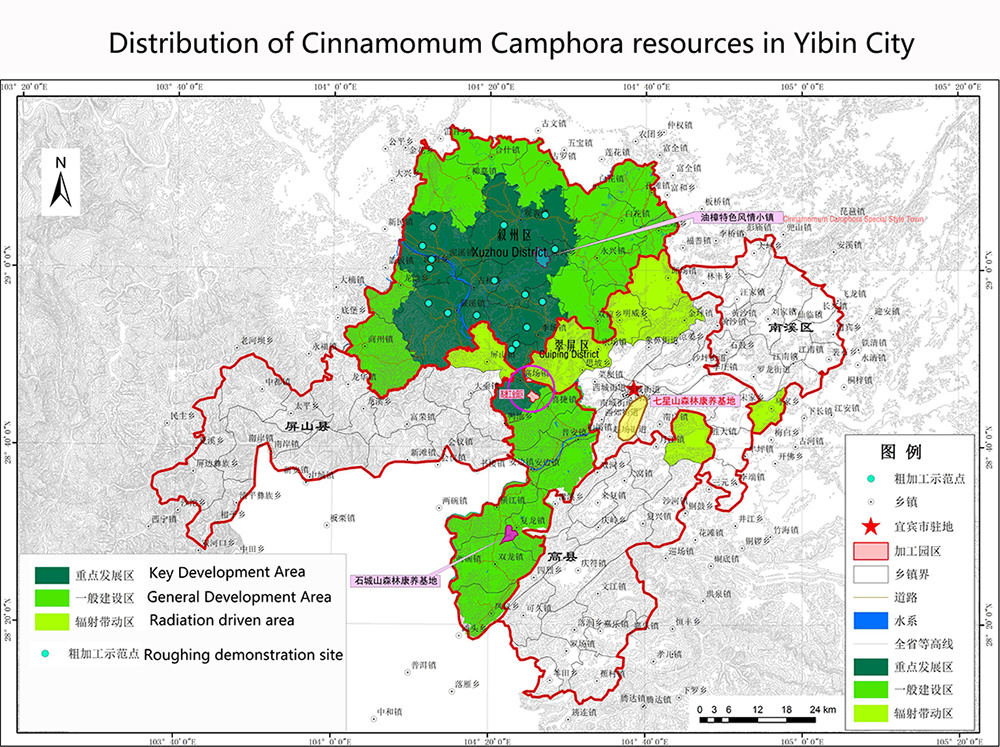 Yibin Cinnamomum Camphora