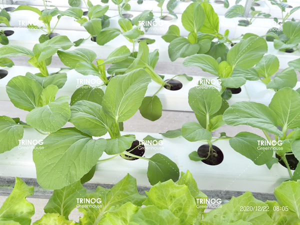 新加坡垂直种植蔬菜温室