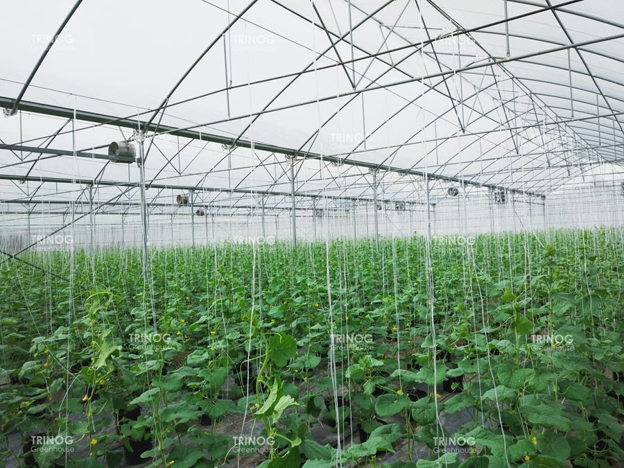 البلاستيك فيلم المهاد لزراعة البطيخ في الاحتباس الحراري في ماليزيا
