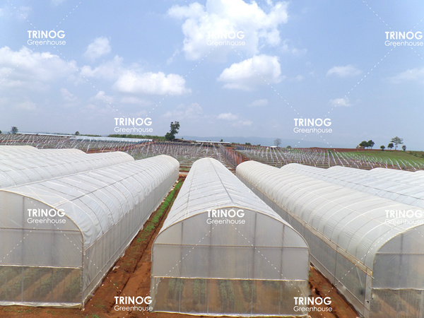 Myanmar Plant Breeding Light Tunnel Greenhouse (en inglés)