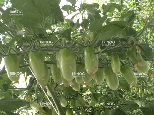 Solution clé en main pour la culture hydroponique de tomates en Australie