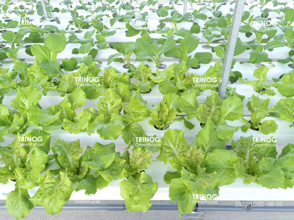 新加坡垂直种植蔬菜温室
