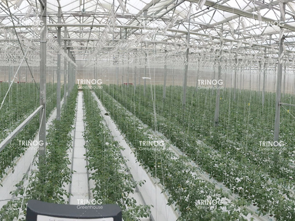 Solution clé en main pour la culture hydroponique de tomates en Australie
