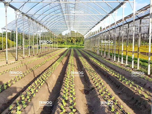 塞舌尔岛蔬菜水培温室