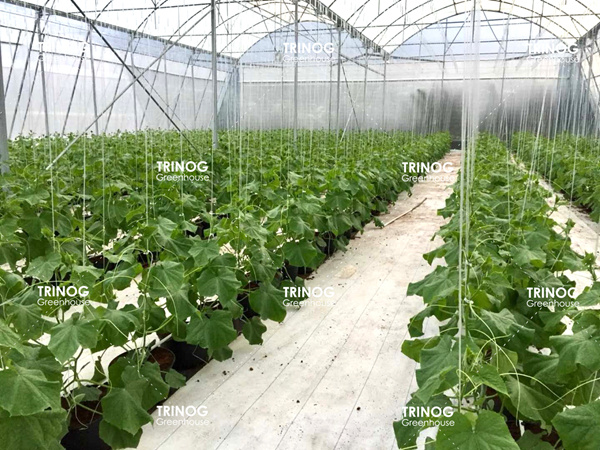 哥斯达黎加黄瓜水培种植温室