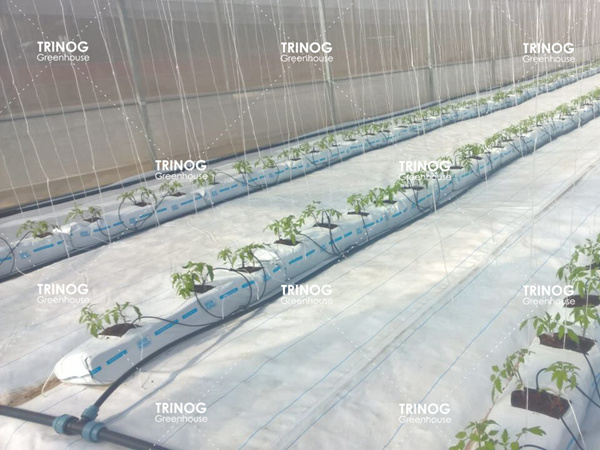 Mauritius Modern Tomato Plantation Farm (en inglés)