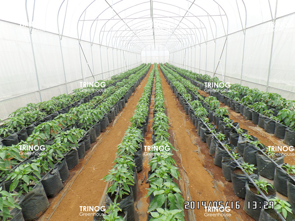 缅甸植物育种光隧道温室