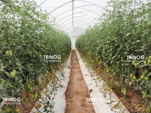 Invernadero de tomate en México