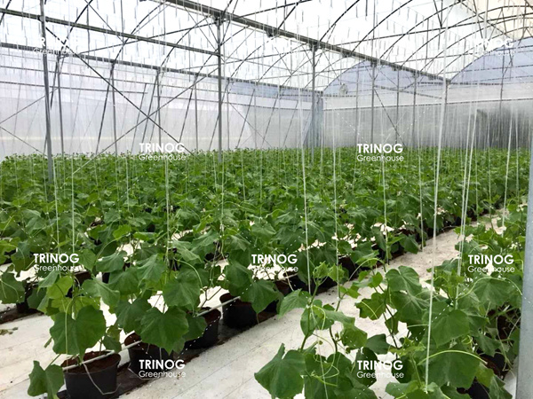 哥斯达黎加黄瓜水培种植温室