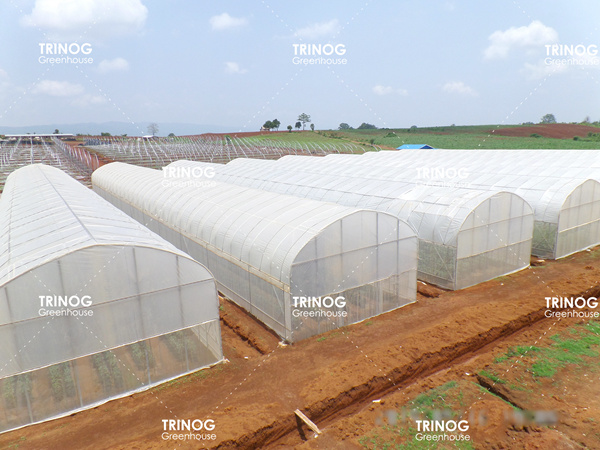 Myanmar Plant Breeding Light Tunnel Greenhouse (en inglés)